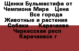 Щенки Бульмастифа от Чемпиона Мира › Цена ­ 1 000 - Все города Животные и растения » Собаки   . Карачаево-Черкесская респ.,Карачаевск г.